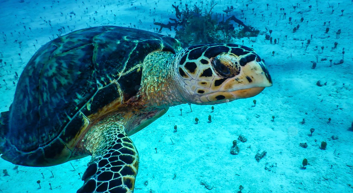 Ocean Cay MSC Marine Reserve, Mission Blue Hope Spot | MSC Cruises Ocean Cay MSC Marine Reserve, Mission Blue Hope Spot | MSC Cruises