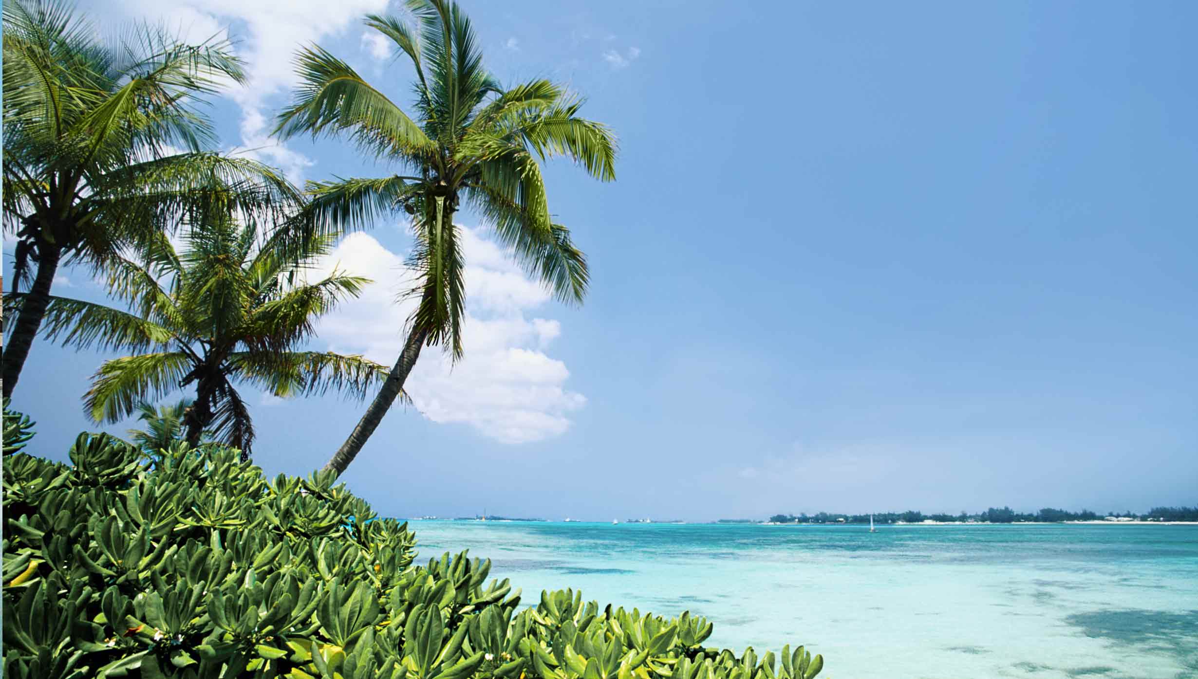 Tropical island with palm trees and turquoise waters | MSC Cruises Tropical island with palm trees and turquoise waters | MSC Cruises