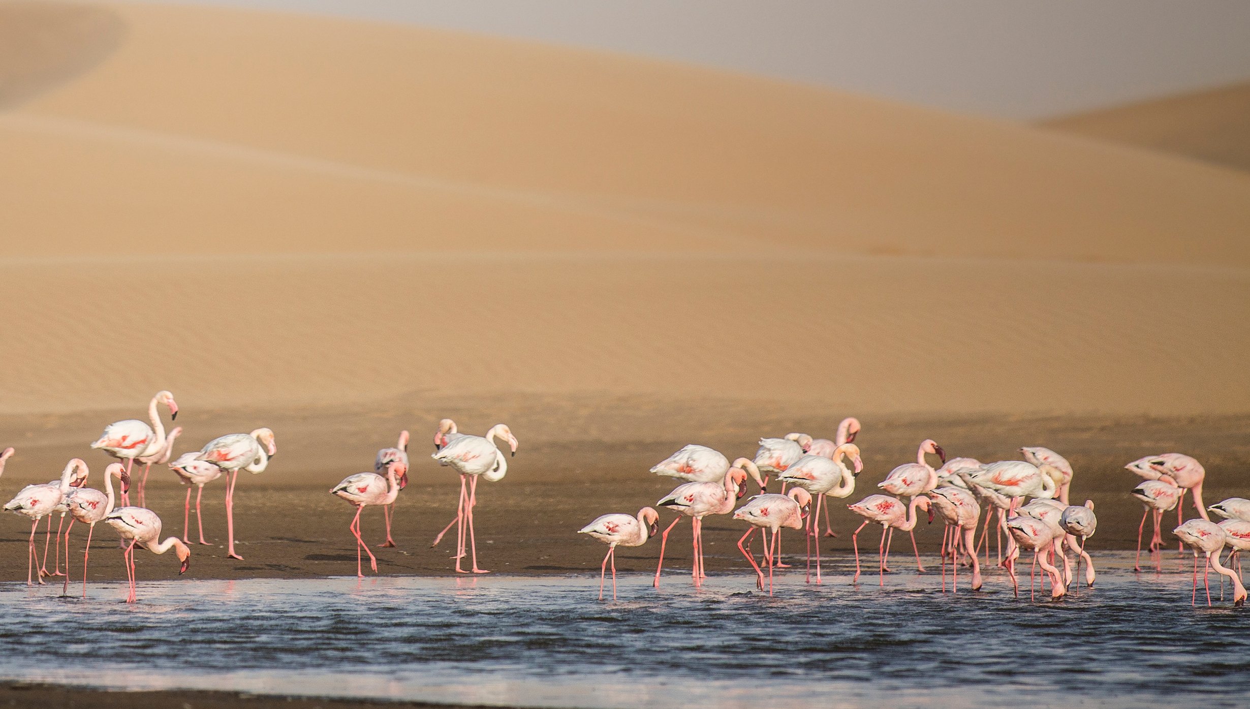 Walvis Bay Cruise Walvis Bay Cruise