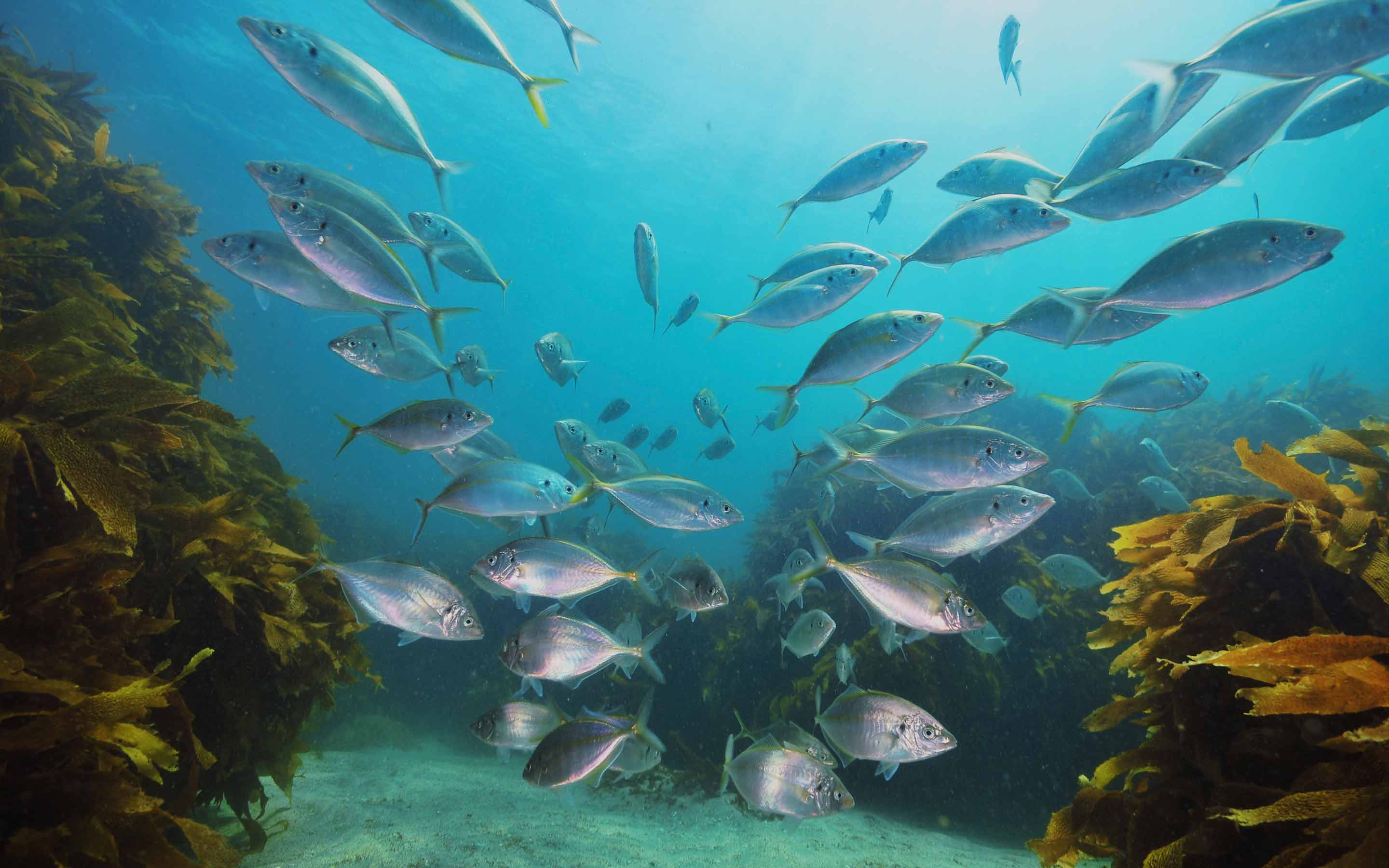 A vibrant underwater scene with schools of fish swimming among kelp | MSC Cruises A vibrant underwater scene with schools of fish swimming among kelp | MSC Cruises